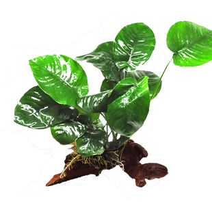 鱼缸造景阴性水榕水草植物真草沉木辣椒榕迷你活体活增氧懒人淡水