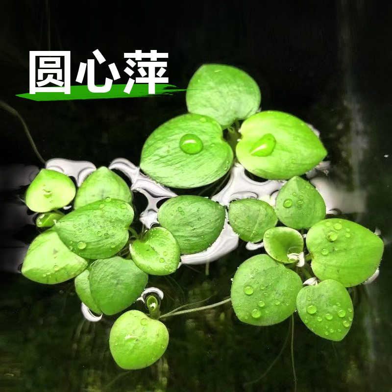圆心萍浮萍水草鱼缸造景水培