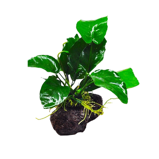 火山石水草蜈蚣草水榕懒人水草植物鱼缸水草造景底砂套餐阴性真草