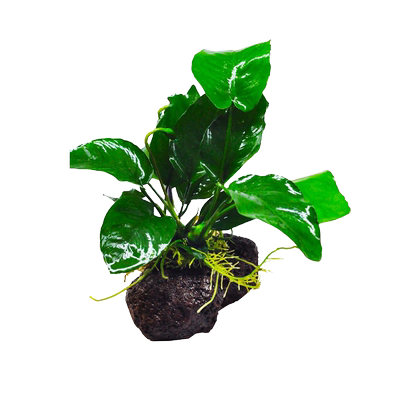 火山石水草无需底砂莫斯水草红波