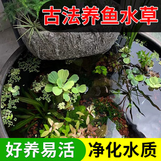 古法造景水草植物套餐懒人养鱼净化水质绿菊浮萍一叶莲原生态水陆