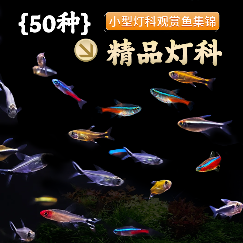 灯科鱼合集宝莲灯红绿灯斑马活体观赏鱼热带鱼活体淡水鱼群游鱼