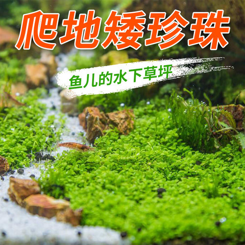 鱼缸造景前景爬地水易养趴地阴性