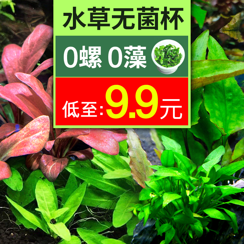 无菌水草杯前景水草植物造景