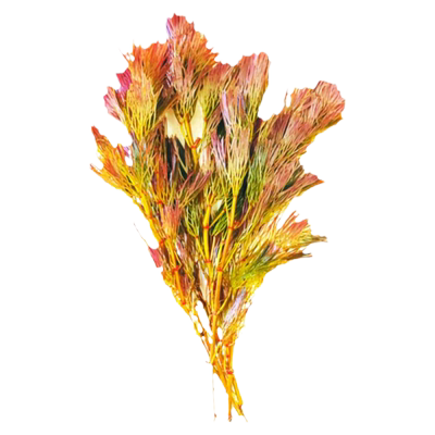 红菊鱼缸造景养鱼水草净水
