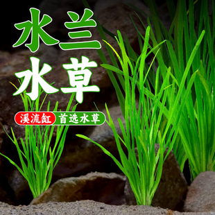 水兰水草大小水兰扭兰龙舌兰细叶阴性新手前后景鱼缸造景水韭菜
