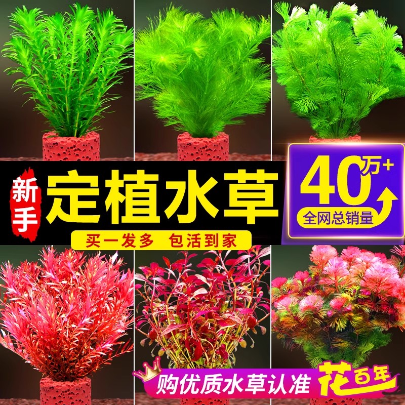 鱼缸水草植物造景套餐绿菊阴性