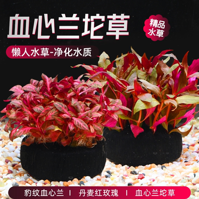 血心兰坨草红色活体水草免栽种