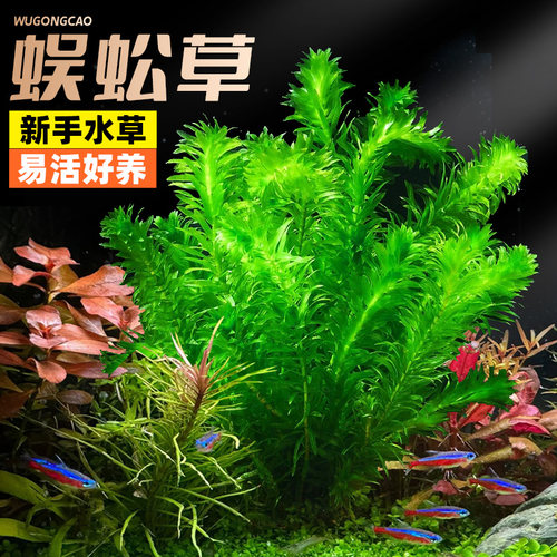 蜈蚣草绿菊真水草鱼缸造景