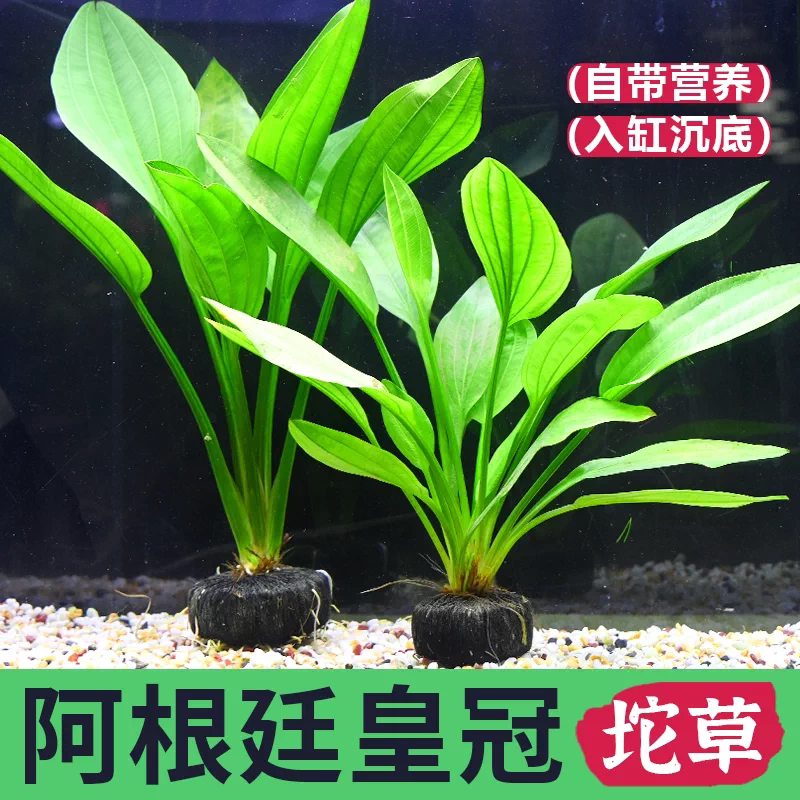 阿根廷皇冠坨草鱼池造景自带营养基新手懒人养鱼水草植物增氧净水