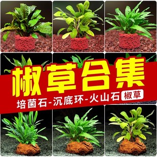 水草椒草系列阴性中前景火山石种植培菌环好养温蒂椒鱼缸造景装饰