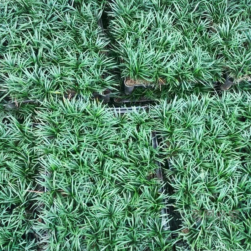 矮麦冬四季常绿草坪耐寒耐旱图片