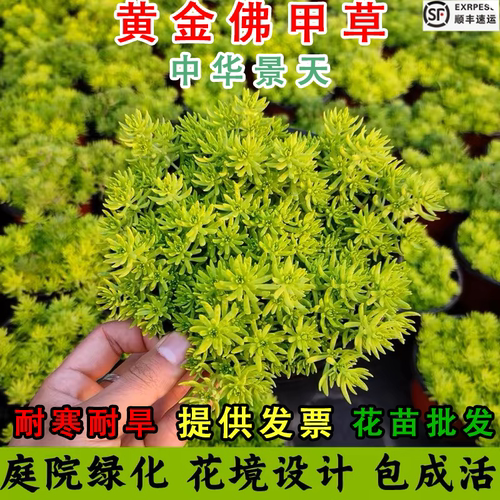 黄金佛甲草屋顶庭院绿化四季常绿