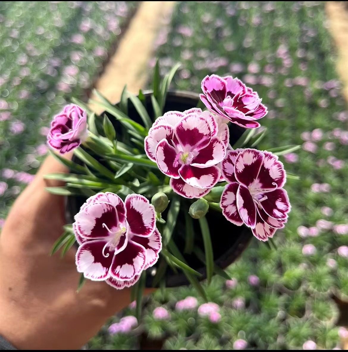 欧石竹花苗初恋石竹初吻四季开花草坪多年生耐寒耐旱盆栽庭院绿化