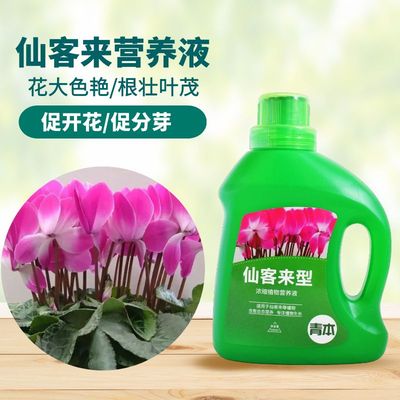 青本仙客来专用营养液