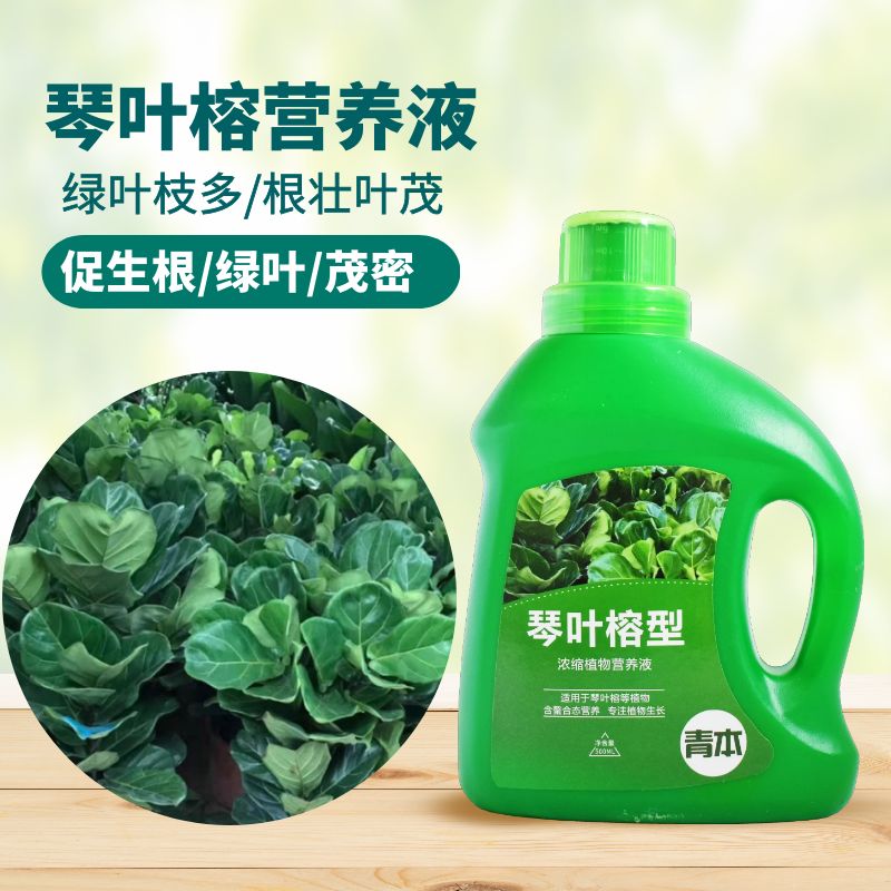 青本琴叶榕专用营养液