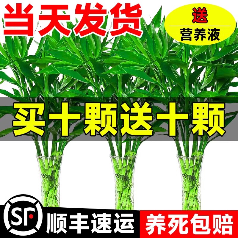 富贵竹水培植物客厅招财花卉绿植