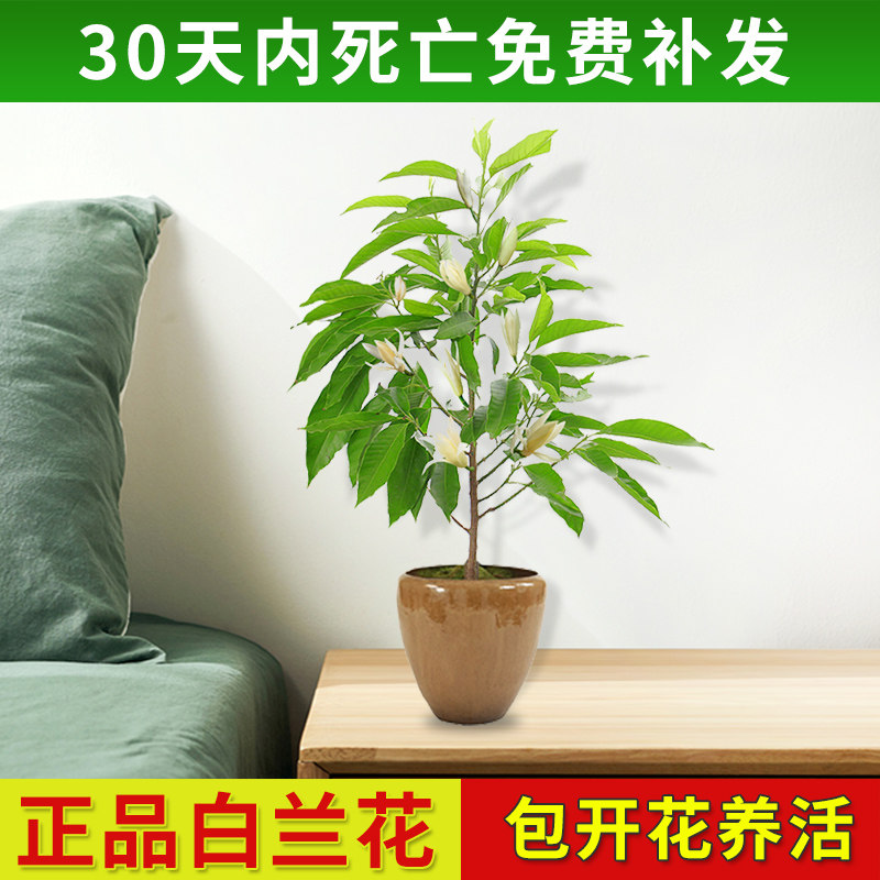 白兰花盆栽花卉植物室内花矮化玉兰花树苗老桩四季易活花卉黄角兰
