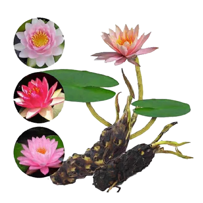 当天发货睡莲水培植物