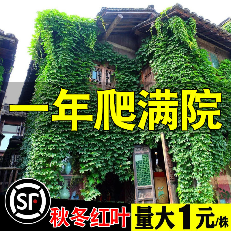 爬山虎爬藤植物室外花苗三叶五叶庭院四季不落叶爬墙虎花卉真绿植 鲜花速递/花卉仿真/绿植园艺 绿植 原图主图