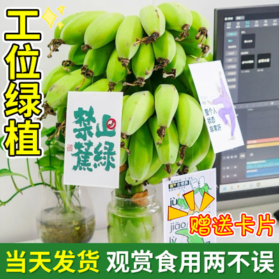 植物新鲜可食用办公室桌面