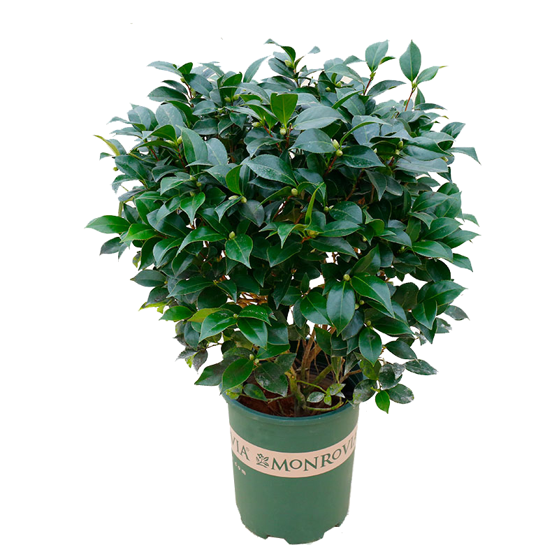 香妃山茶花盆栽带花苞五色赤丹花卉植物室内好养茶花树苗四季开花