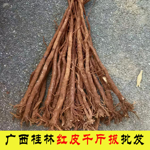 广西野生千斤拔中药材精选新鲜现挖红皮千斤拔煲汤泡酒原产地发货