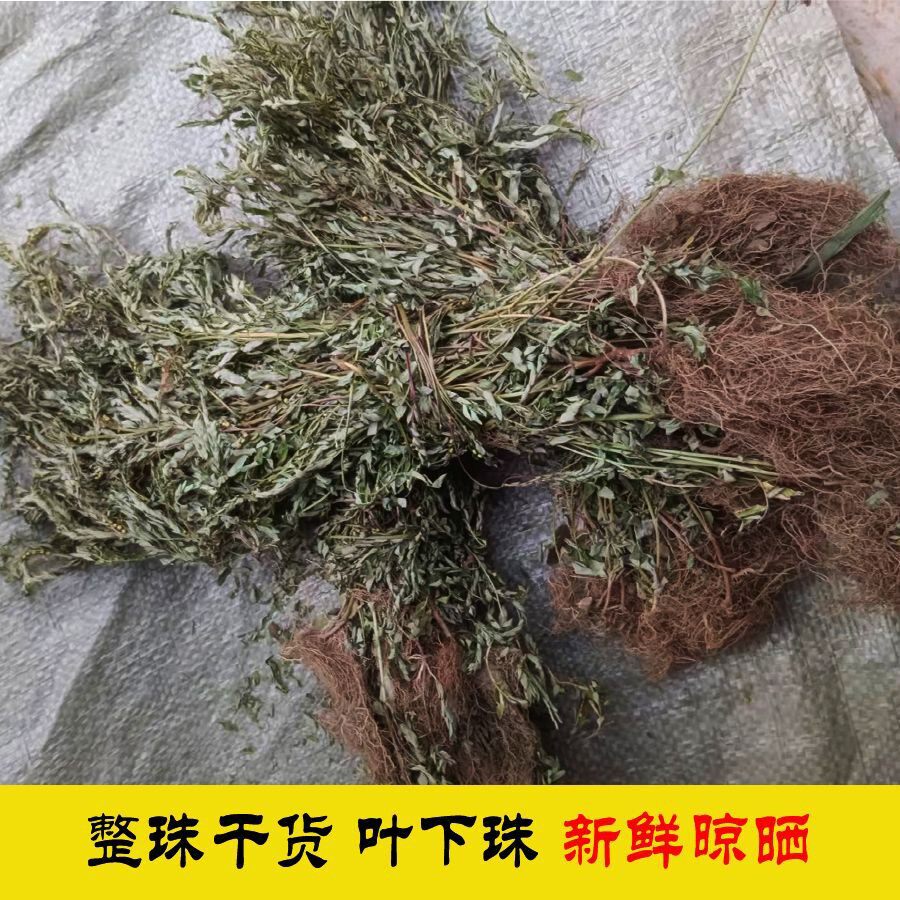 广西野生叶下珠中药材干货叶下珠新品原生态晒干龙珠草产地直销