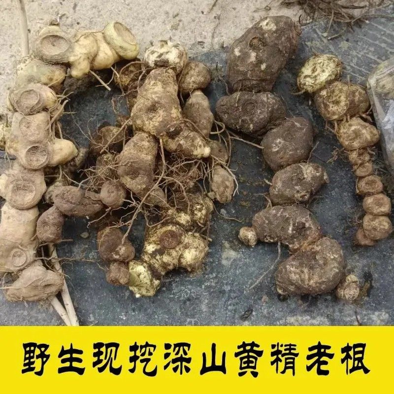 广西野生黄精新鲜现挖黄精黄精老虎姜新鲜山姜鸡头黄精煲汤泡酒