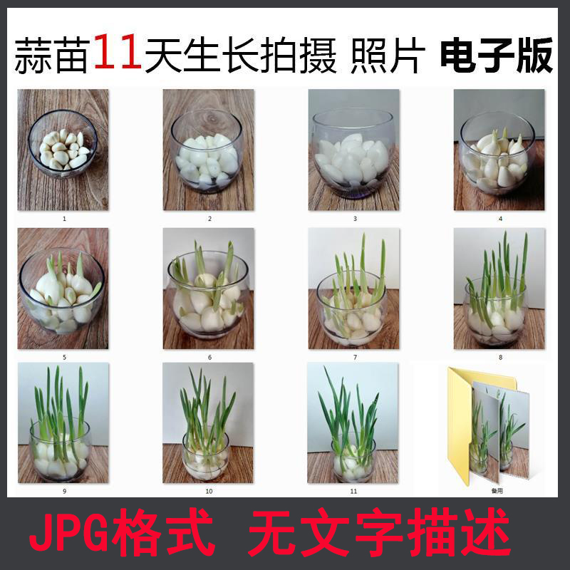 大蒜水培植物生长JPG图片素材蒜苗成长记录观察记11天照片