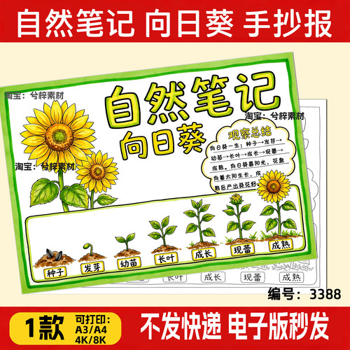 向日葵生长记手抄报模版小学生植物自然观察笔记日记生长过程记录