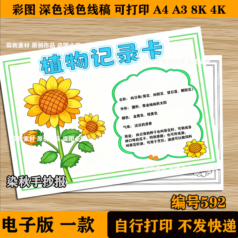 植物记录卡向日葵生长观察自然笔记手抄报线稿植物牌儿童画线稿