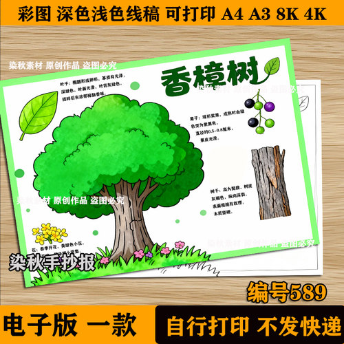 香樟树手抄报模板电子版小学生植物牌儿童画香樟介绍树木名牌小报