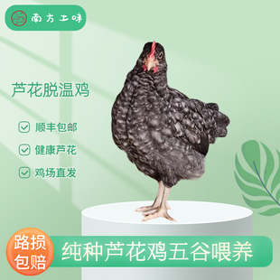 纯种汶上芦花鸡半大脱温卢花鸡绿壳鸡下蛋母鸡小鸡幼苗宠物鸡