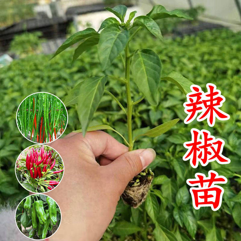 蔬菜苗幼苗辣椒苗西红柿苗茄子苗青椒苗小番茄四季阳台种植菜秧苗