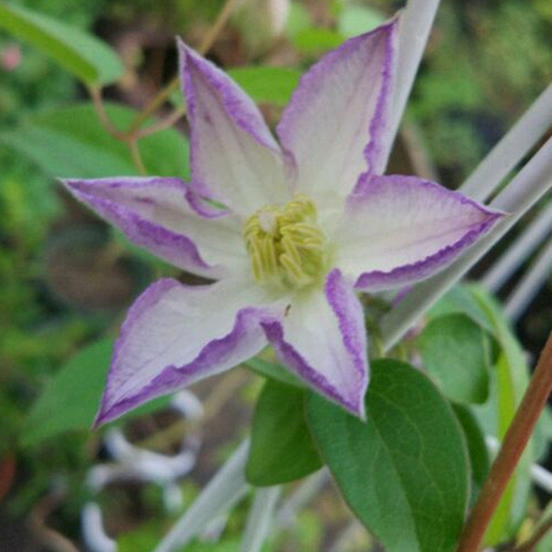 【花芬坊】幸运符铁线莲盆栽爬藤植物小中大苗重瓣大花藤本花卉