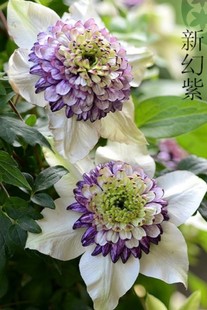 新幻紫3类耐热铁线莲盆栽爬藤植物小中大苗耐热大花藤本花卉