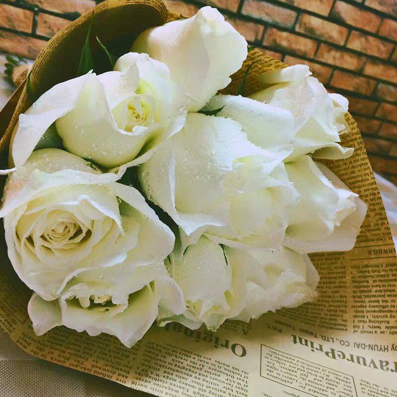 花芬坊坦尼克灌木月季花精品大苗阳台四季开庭院阳台玫瑰花卉