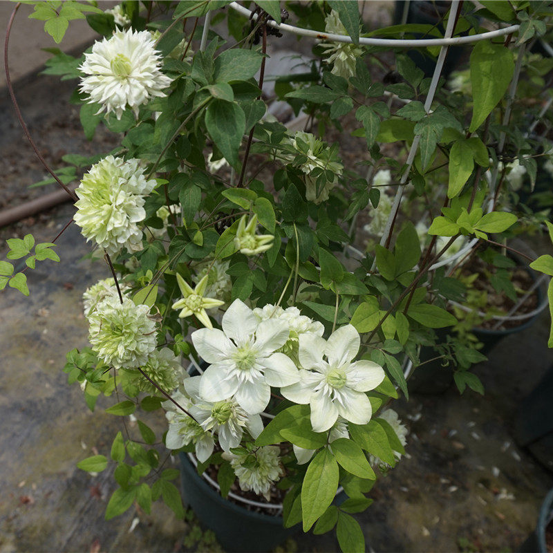 小绿3类f系列耐热铁线莲盆栽爬藤植物小中大苗耐热大花藤本花卉