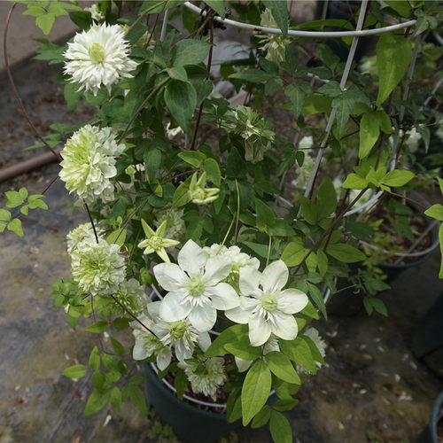 花芬坊铁线莲小绿带花苞发货