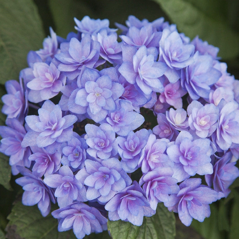 花芬坊腔调绣球花苗盆栽八仙花阳台庭院耐寒植物四季开花卉