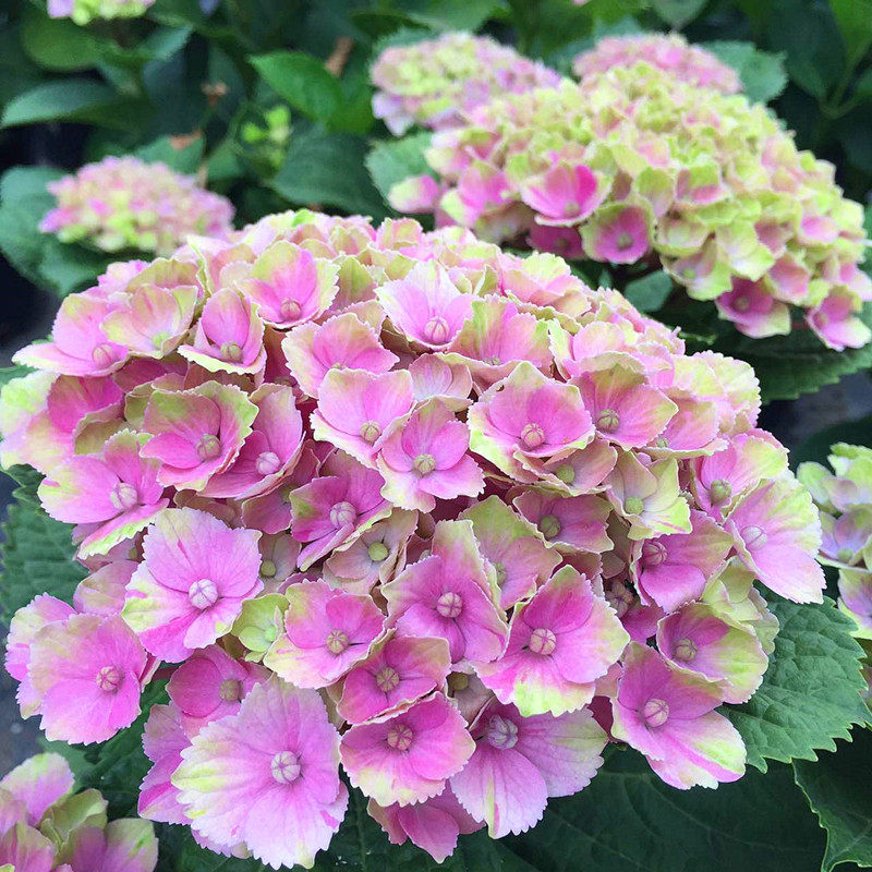 花芬坊魔幻紫水晶绣球花苗盆栽八仙花阳台庭院耐寒植物四季开花卉