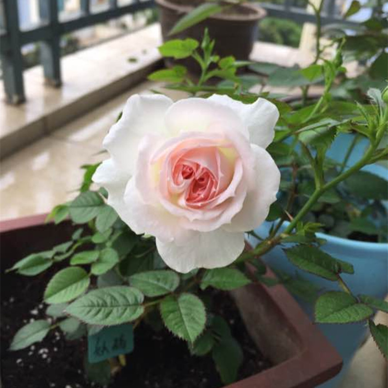 花芬坊白桃妖精中大苗盆栽室内庭院地栽灌木浓香大月季花苗卉