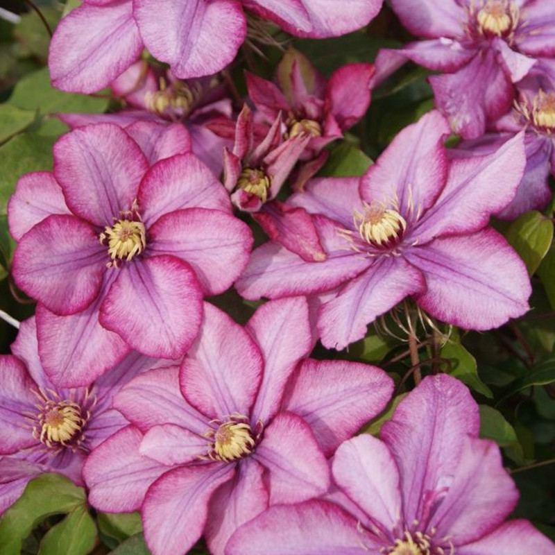 【花芬坊】帕拉迪索天堂铁线莲盆栽爬藤植物小中大苗重瓣藤本花卉