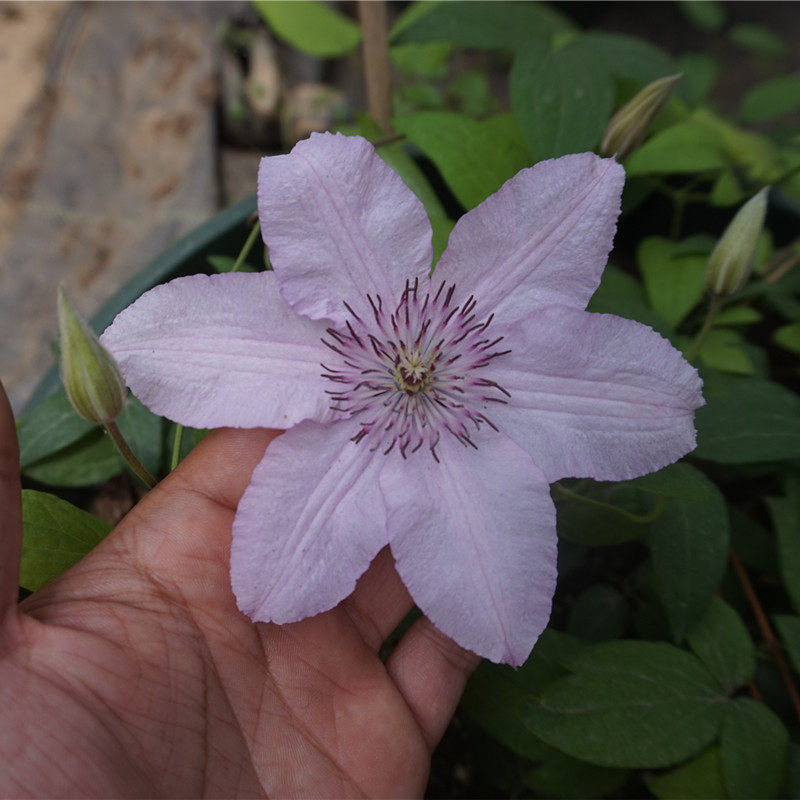 【花芬坊】如梦铁线莲盆栽爬藤植物小中大苗重瓣大花藤本花卉