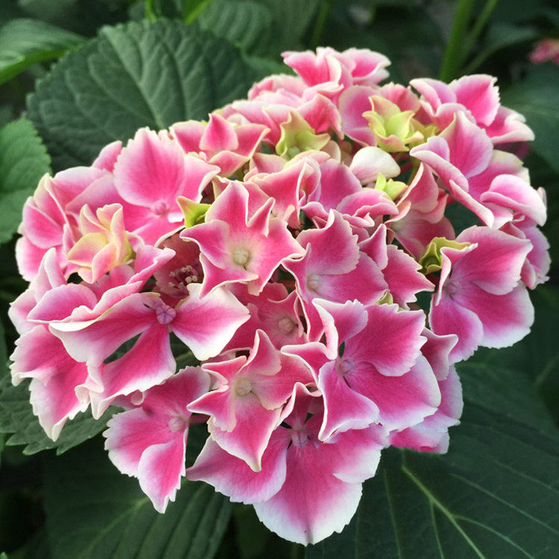 花芬坊魔幻小丑绣球花苗盆栽八仙花阳台庭院耐寒植物四季开花卉