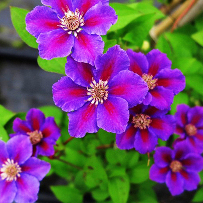 【花芬坊】爱炫3类铁线莲盆栽爬藤植物小中大苗重瓣大花藤本花卉