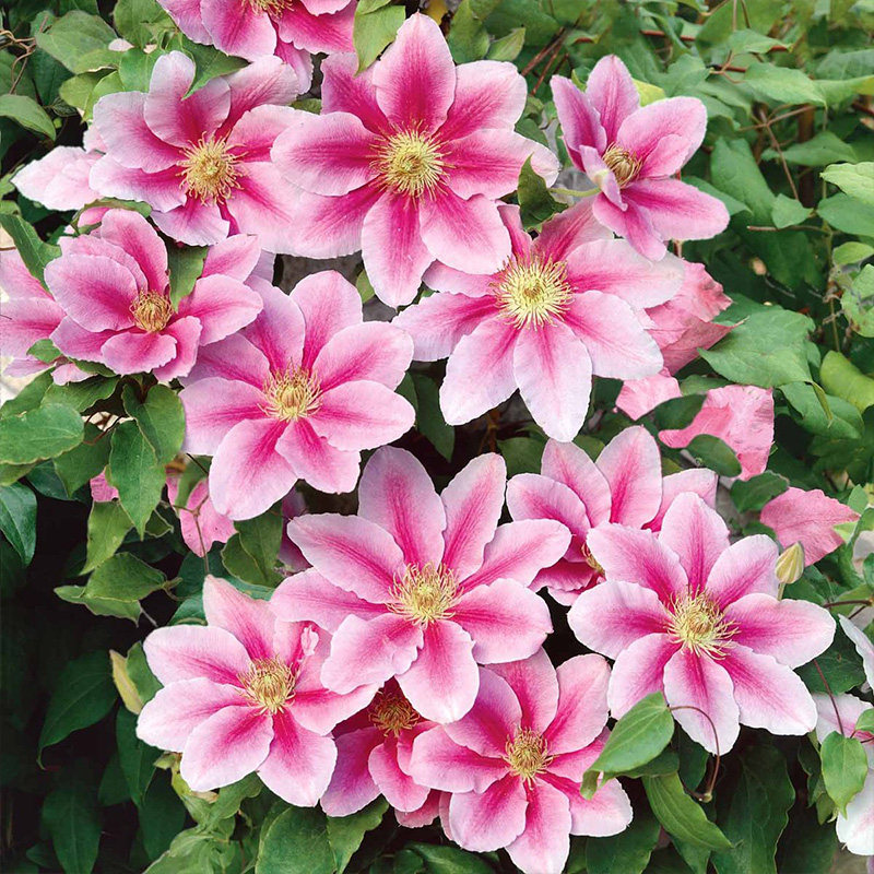 【花芬坊】蜜蜂之恋铁线莲盆栽爬藤植物小中大苗重瓣大花藤本花卉