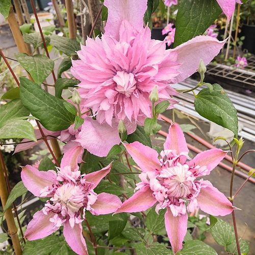 花芬坊多粉3类铁线莲带花发货