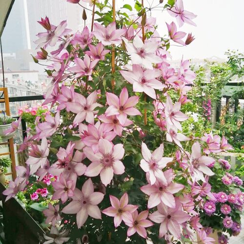 花芬坊铁线莲花期带花发货